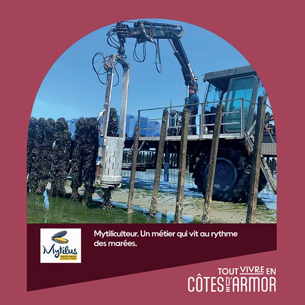 Pépites d’Armor | Mytilus